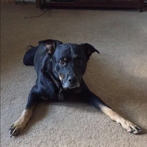 Meet your Posher, Tayler